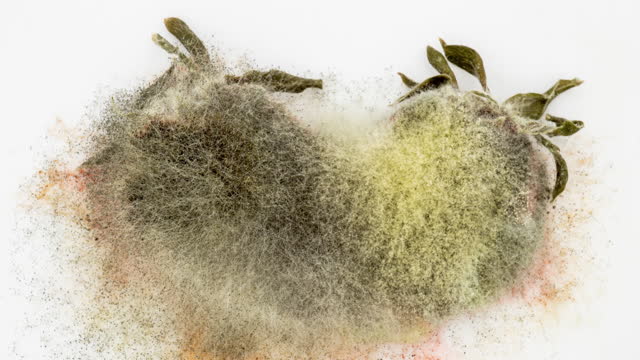 Time lapse of rotting crushed strawberries and the development of mold on a white background, 4K video