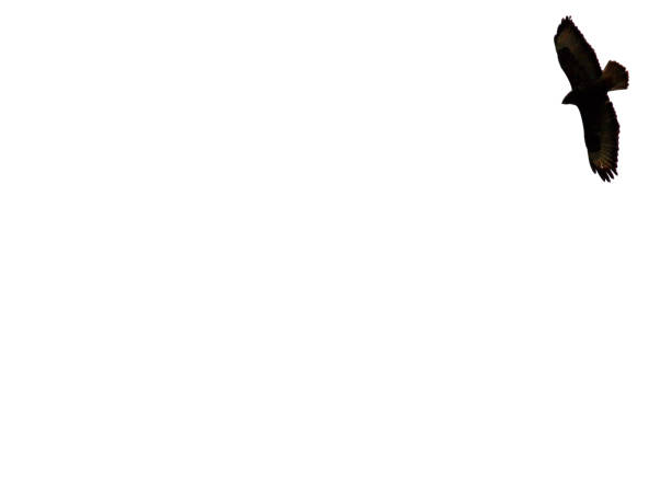 Backgrounds of flying bird of prey.