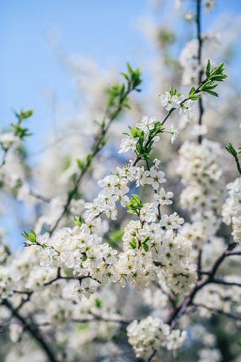 Close-up of trees branches blooming, apple or cherry