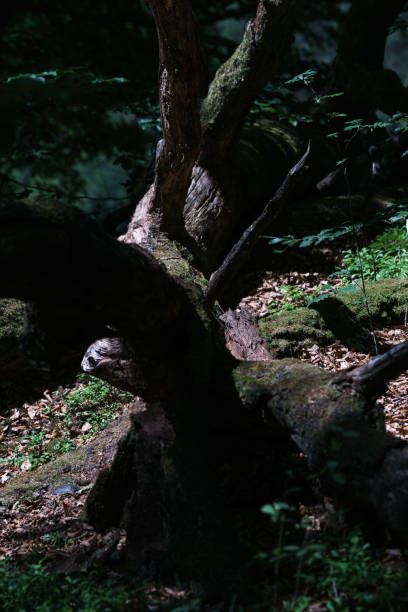 istock Close of of dead fallen tree with light and dark shadows 1319640948