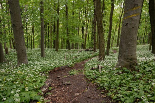 istock Hiking trail in the forest 1319641115
