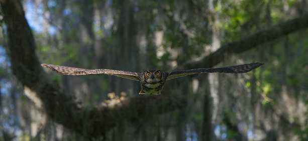 gran búho con cuernos (Bubo virginianus) volando directamente a la cámara, envergadura llena, ojos amarillos intensos miran photo