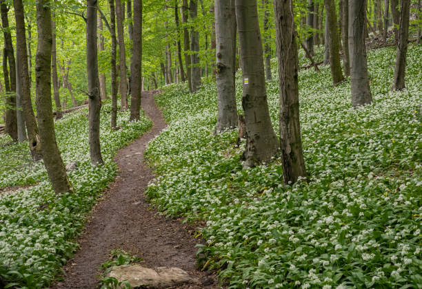 istock Hiking trail in the forest 1319641261