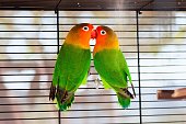 Colorful Fischer's lovebirds kiss