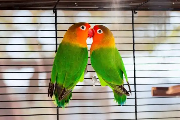 Photo of Colorful Fischer's lovebirds kiss