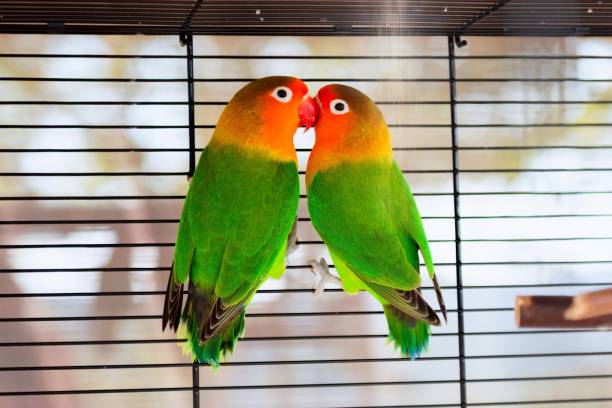 colorful fischer's lovebirds kiss - inseparável de fisher imagens e fotografias de stock