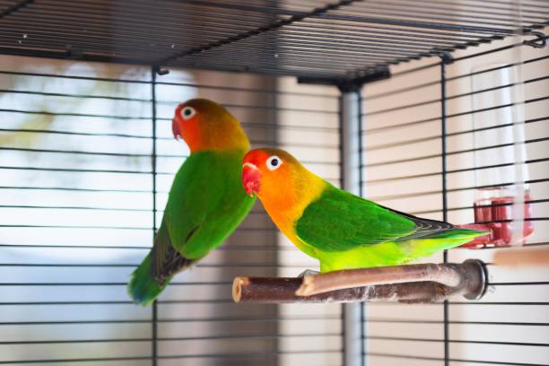 istock Fischer's lovebirds 1319642485