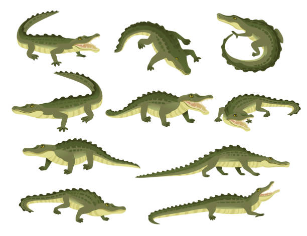 illustrazioni stock, clip art, cartoni animati e icone di tendenza di set di coccodrillo verde carattere grande carnivoro rettile cartone animato animale design illustrazione vettoriale piatta isolato su sfondo bianco - coccodrillo