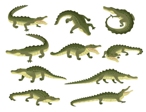 白い背景に隔離緑のワニの文字大きな食動物爬虫類漫画の漫画のデザインフラットベクターイラストのセット - zoology点のイラスト素材／クリップアート素材／マンガ素材／アイコン素材