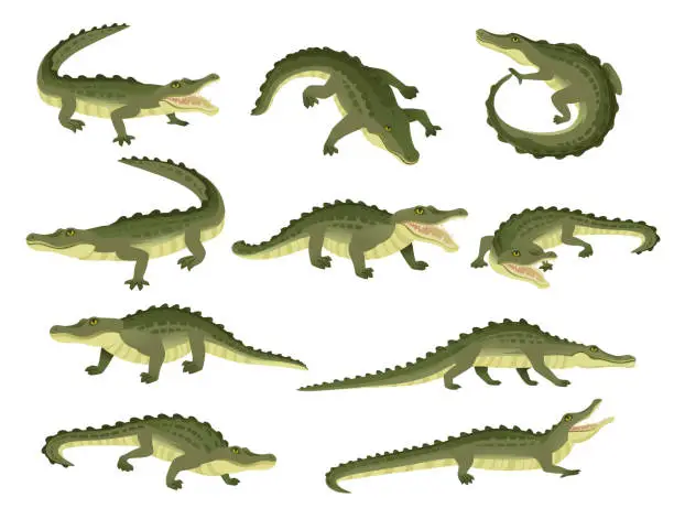 Vector illustration of Set of green crocodile character big carnivore reptile cartoon animal design flat vector illustration isolated on white background