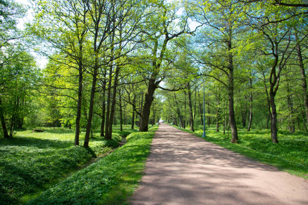 istock Alley in a spring park with oaks and lindens. 1319643804