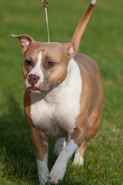 American Staffordshire Terrier walking at dog show