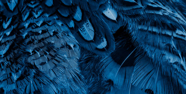 istock blue pheasant feathers with dark stripes. background 1319644679