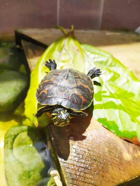 istock pet aquatic turtle in a home aquarium 1319645528