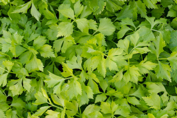 istock Celery plantation in the vegetable garden 1319645553