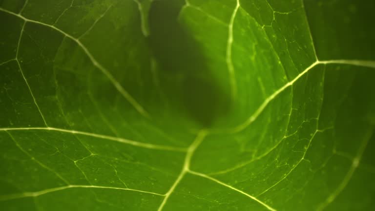 Macro shot close focus on a green leaf