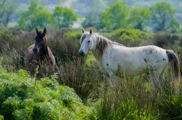 Photo of Horses