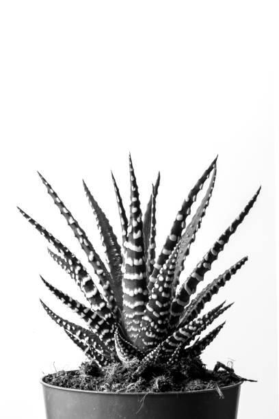 istock Cactus in close-up on white background, black and white 1319646081
