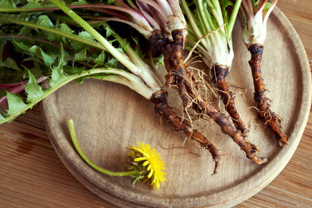 Dandelion roots with leaves Dandelion roots with leaves on a table dandelion root stock pictures, royalty-free photos & images