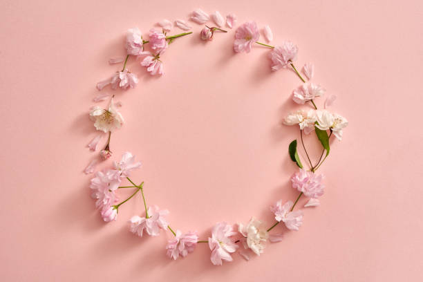 istock Circle shape made from pink kwanzan cherry blossoms in spring on pastel pink background 1319646336