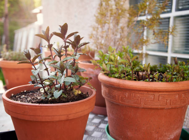 istock Peppermint and other fresh herbs growing in pots 1319647147