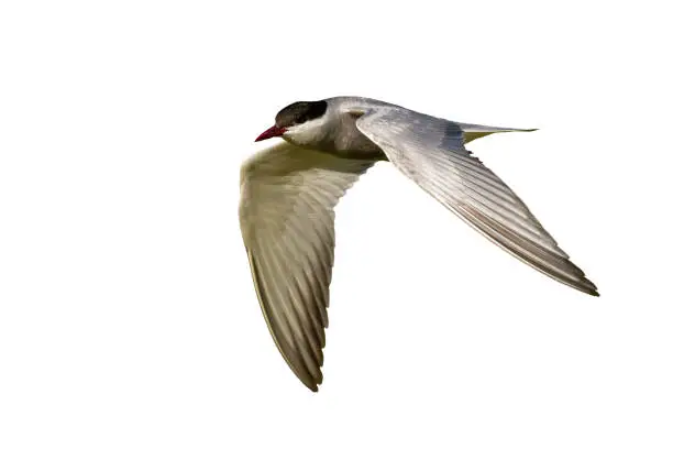 Common tern, sterna hirundo, sterna hirundo, in flight isolated on white background. Seabird hovering cut out on blank. Grey bird in the air with copy space.