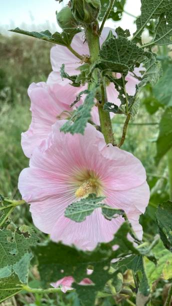 istock Beautiful colorful flowers 1319647488