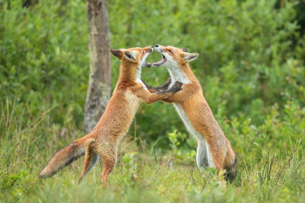 istock Two red fox puppies fighting each other in summer forest 1319647498