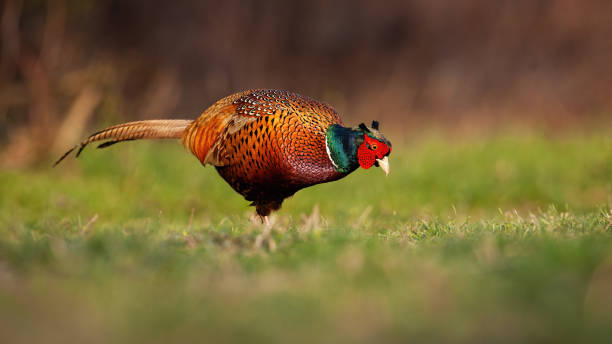 istock Common pheasant male feeding on pasture in spring nature 1319647579
