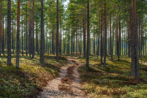 istock Beautiful pine forest in northern Sweden 1319647613