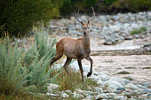 Curious red deer approaching on riverbank in morning nature