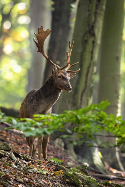 istock Fallow deer stag standing in woodland in fall in vertical shot 1319647681