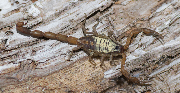 Florida hentz scorpion (Centruroides hentzi) with yellow pine tree pollen on it, stinger up, pinchers ready, non deadly invertebrate, Florida