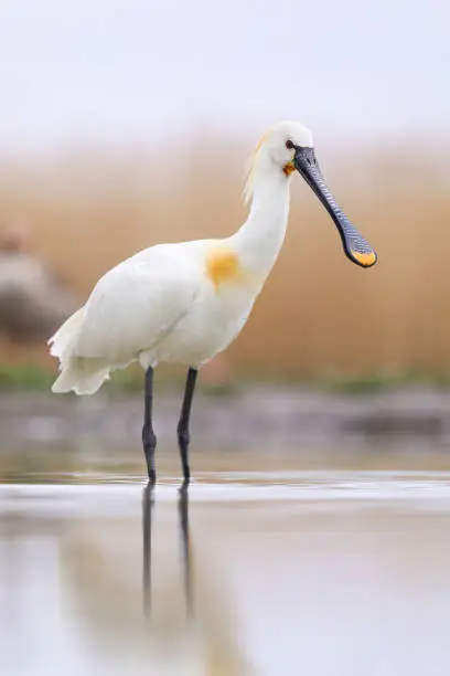 Eurasian spoonbill, platalea leucorodia, looking in water in spring nature. White feathered animal standing in wetland in vertical shot. Bird with long legs watching in lake.