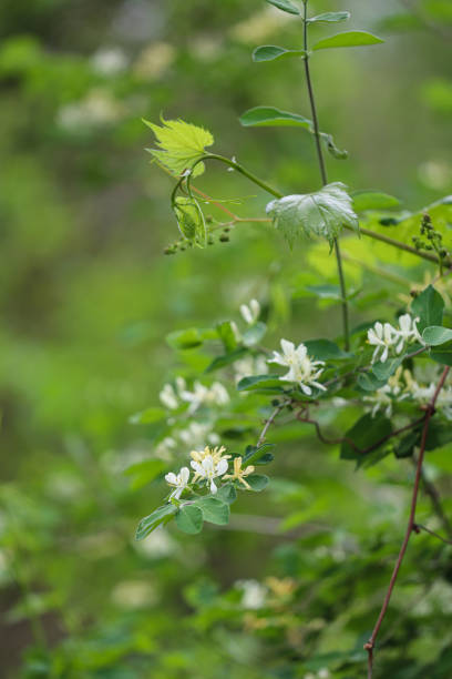 istock garden flowers in spring 1319648421
