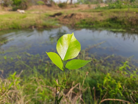 ミレッティアピナタの葉。 - ストックフォト・写真素材...