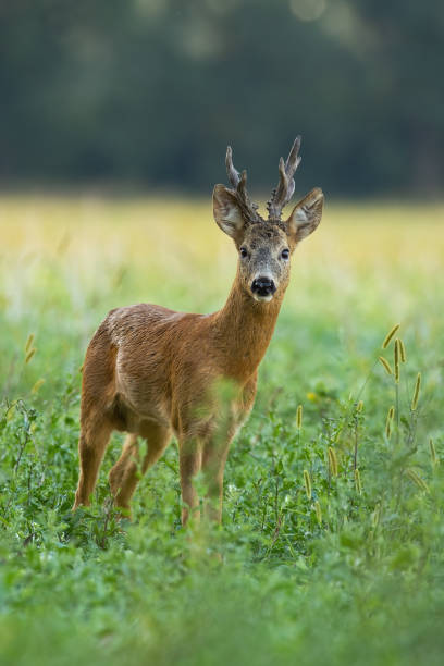 istock Roe deer buck tanding on meadow in summer in vertical shot 1319648459