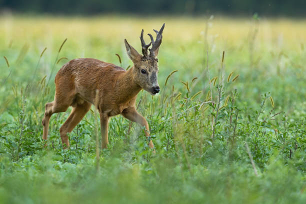 istock Roe deer walking on growing meadow in summer nature 1319648483