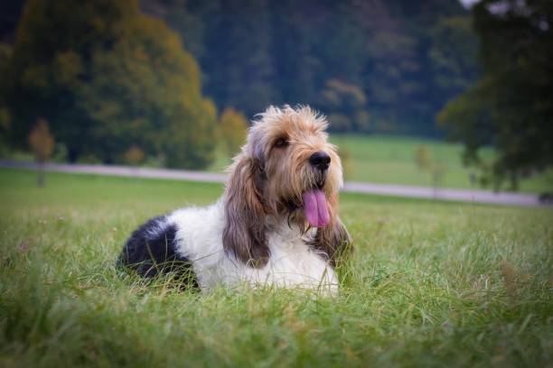 Grand basset griffon vendeen dog lie on the grass in the park with trees Grand basset griffon vendeen dog lie on the grass in the park with trees and road behind him. Inactive domestic animal resting on a meadow with open mouth. Grand Basset Griffon Vendeen stock pictures, royalty-free photos & images