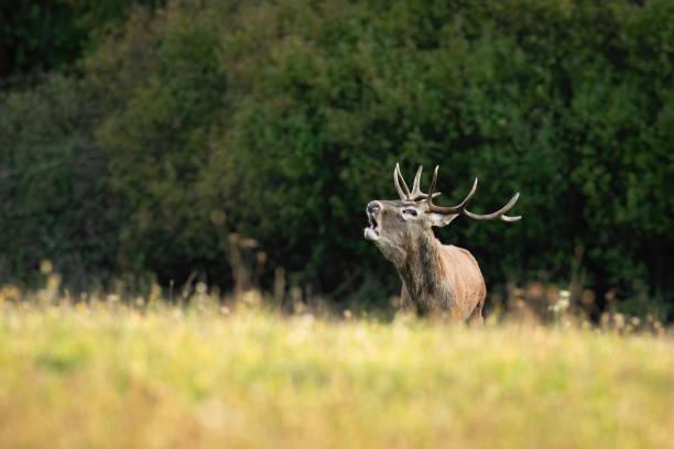 istock Young red deer roaring on meadow in rutting season 1319648577