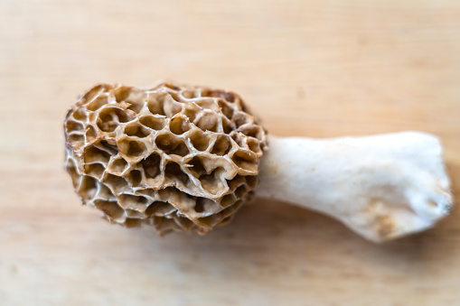 One Morel Mushroom (Morchella esculenta) on wooden background.