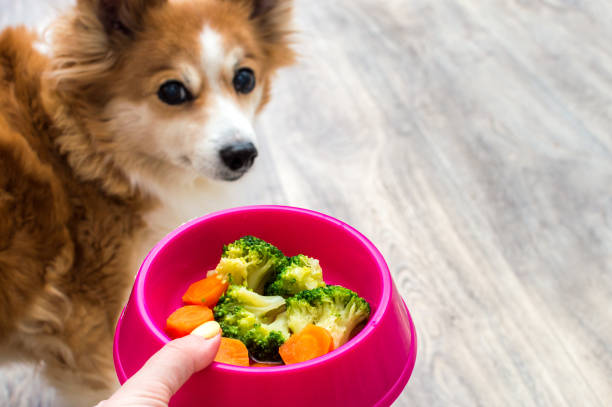 犬のクローズアップのための野菜のボウルを持つ所有者の手。ジンジャードッグソフトフォーカス - dog vegetable carrot eating ストックフォトと画像