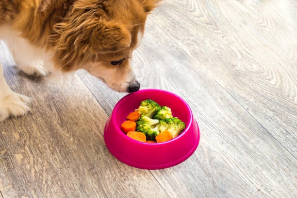 Portrait of a ginger dog by a pink bowl with natural food. Dog food concept stock photo