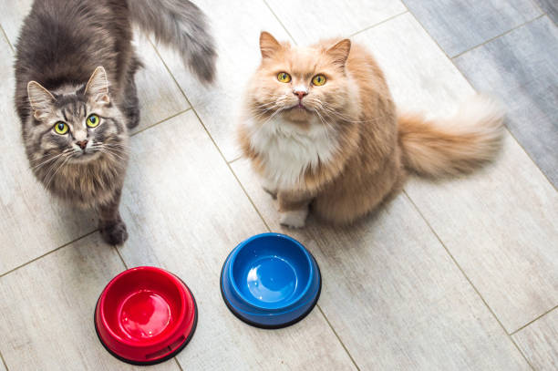 gray and ginger cat by empty bowls of food in the kitchen. Concept food for cats stock photo