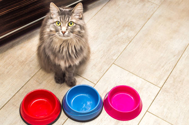 best material for cat bowls