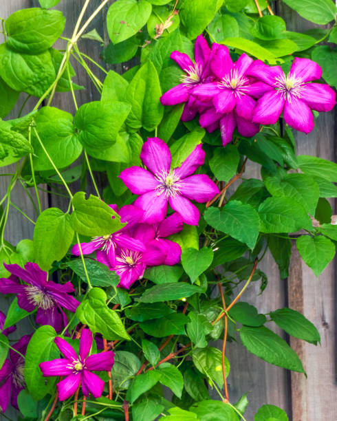 istock Pink clematis blossoms in summer 1319650908