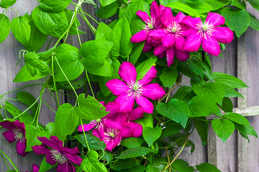 Bright pink Clematis flowers with green leaves on an old wood fence