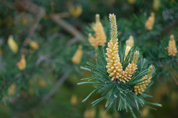 Small pine cones of a common spruce