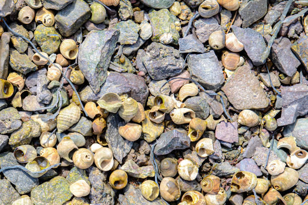 A large number of of periwinkles on a rocky beach. Some of the periwinkles have a small amount of algae. Sunny day. Closeup view.