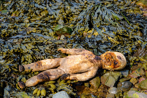 An old doll lying face up in seaweed. Doll is dirty and heavily damaged, especially the face. Bright sunny day.